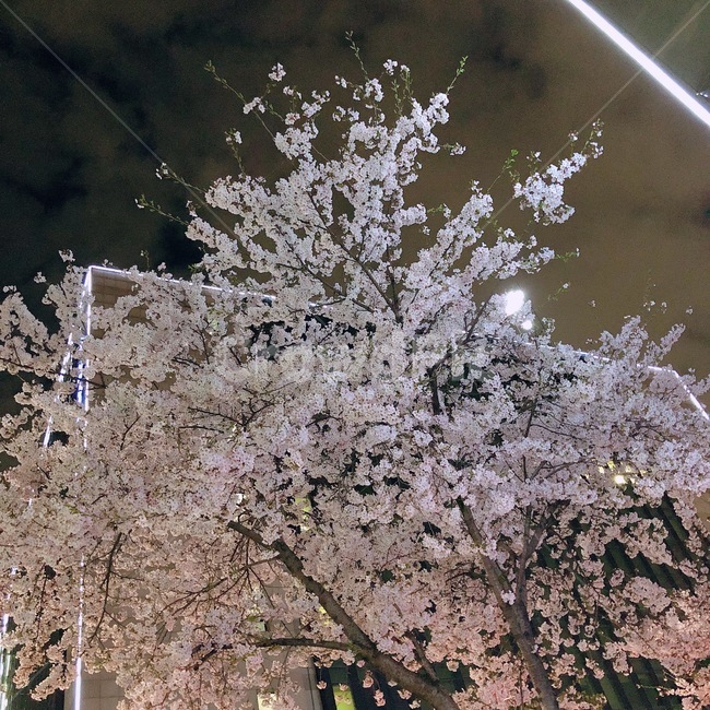 벚꽃,나무,야경,벚꽃나무,달,빛