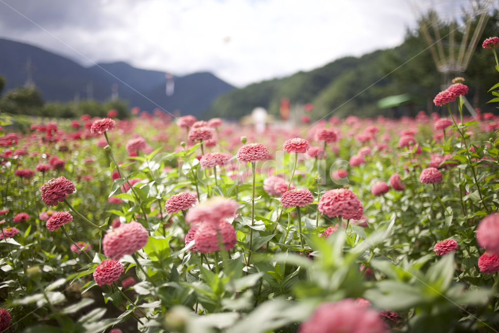 flower,꽃,꽃밭,풍경,백일홍,식물,자연,plants,nature,꽃,flower