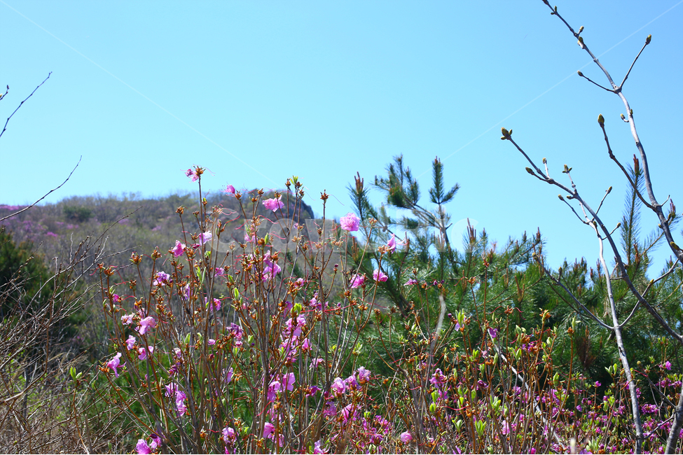 대구,비슬산,진달래,플래어,4월,봄,진달래군락지,봄꽃,봄,계절,spring,season,자연,풍경,nature,landscape,식물,plants,꽃,flower,outdoors,옥외,field,들,grassland,목초지