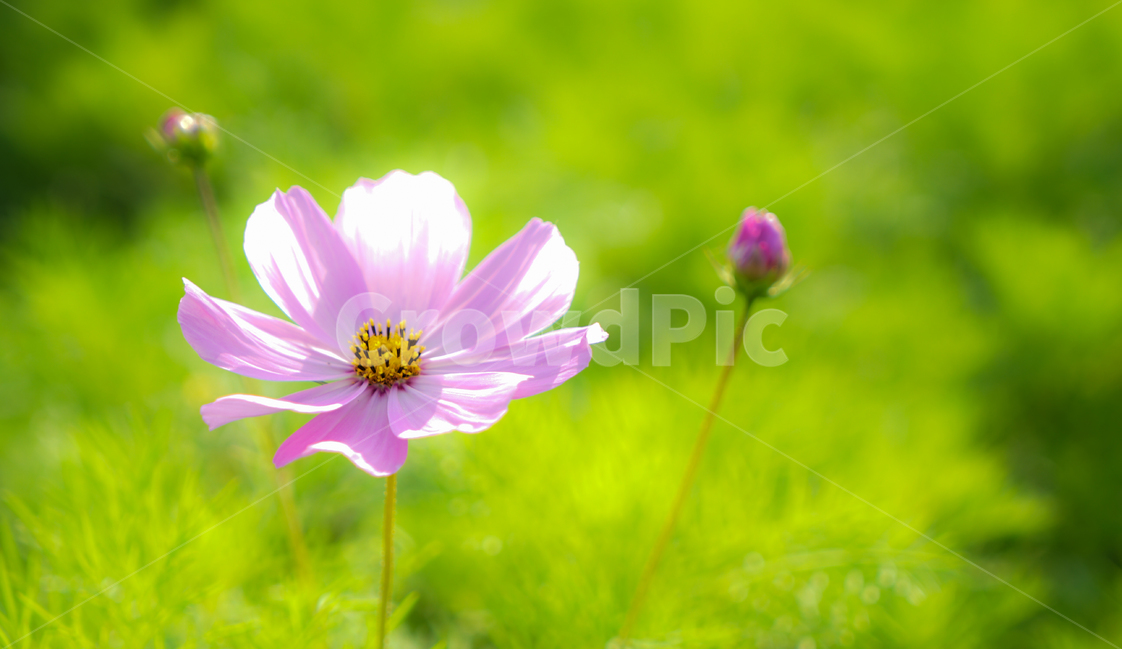 코스모스,꽃밭,자연,꽃,순정,애정,조화,가을,계절,fall,autumn,season,식물,자연,plants,nature,꽃,flower,plant