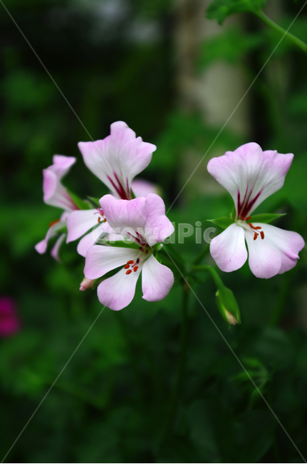 식물,꽃,색,color,제라늄,식물,자연,plants,nature,꽃,flower