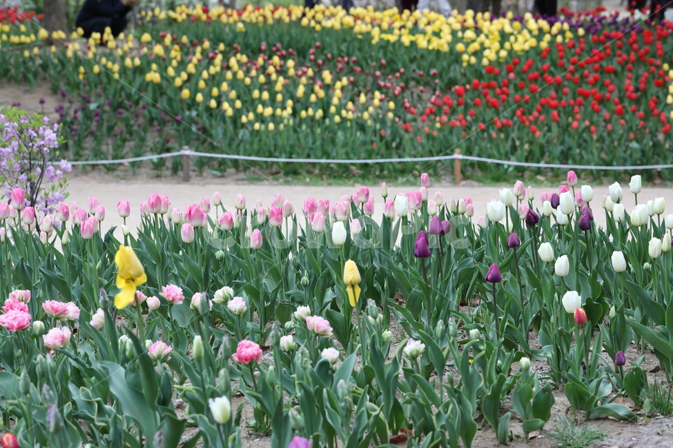 꽃,튤립,꽃길,꽃밭,봄,계절,공원,자연,풍경,색깔,flowers,tulips,spring,field,park,landscape,nature,colors,colorful,season,봄날,봄,계절,spring,season,식물,자연,plants,nature,꽃,flower,plant,blossom
