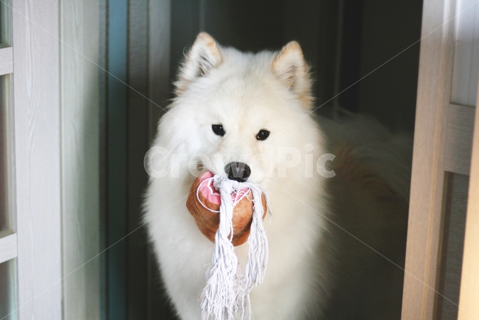 강아지,반려견,장난감,잔난,가족,대형견,하얀개,사모예드,댕댕이,동물,animal,포유류,mammal,개,강아지,dog,doggy