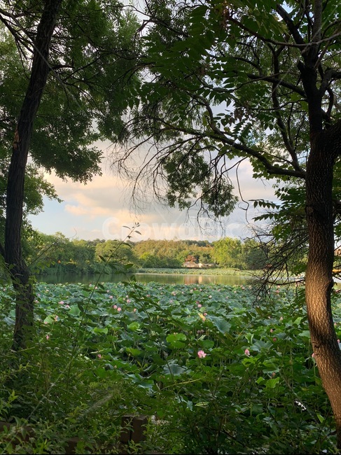 노을,연못,연꽃,나무,공원