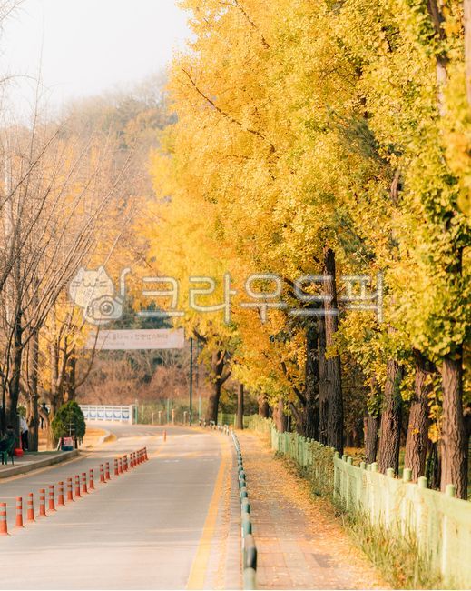 road,도로,tree,나무,가을,단풍,은행나무