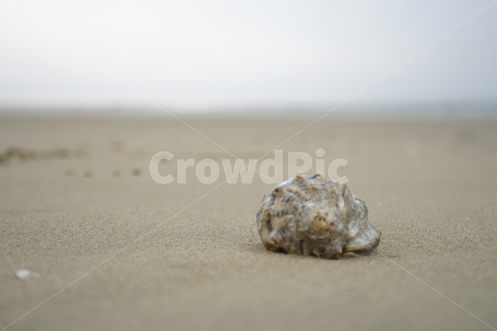 소라,모래사장,자연,바닷가풍경,여름날,자연,풍경,nature,landscape,해변,바다,beach,sea,감성,sensible,feeling,animal,동물,sea life,해양 생물,turtle,터틀