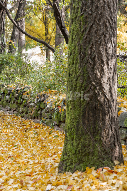 가을,낙엽,단풍,고목,돌담,돌담길,가을,계절,fall,autumn,season,식물,자연,plants,nature,나무,trees,wood,tree,tree trunk,나무 줄기,plant
