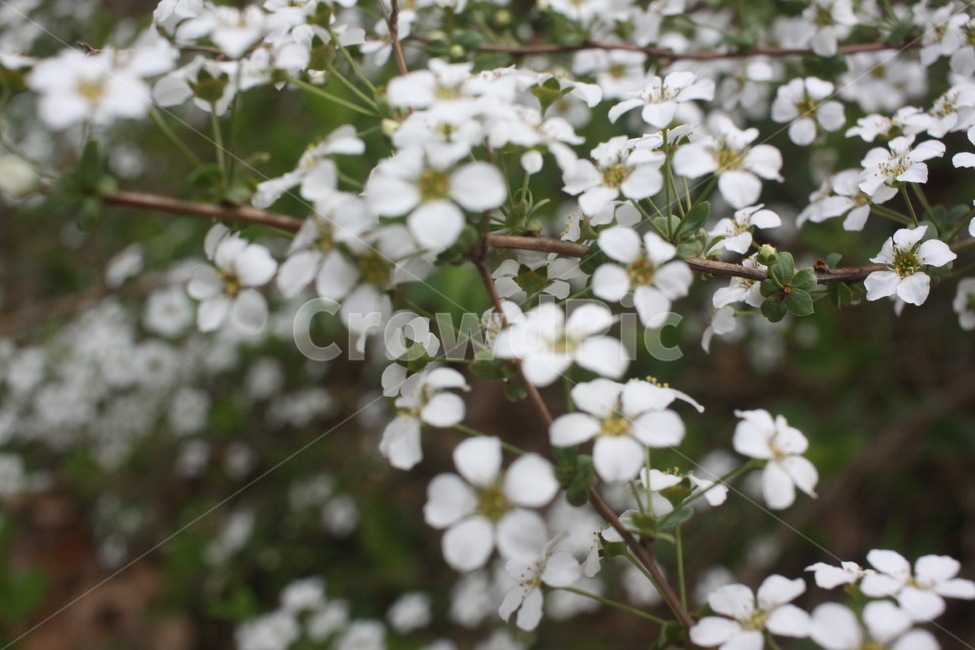 plant,식물,꽃,flower,조팝나무