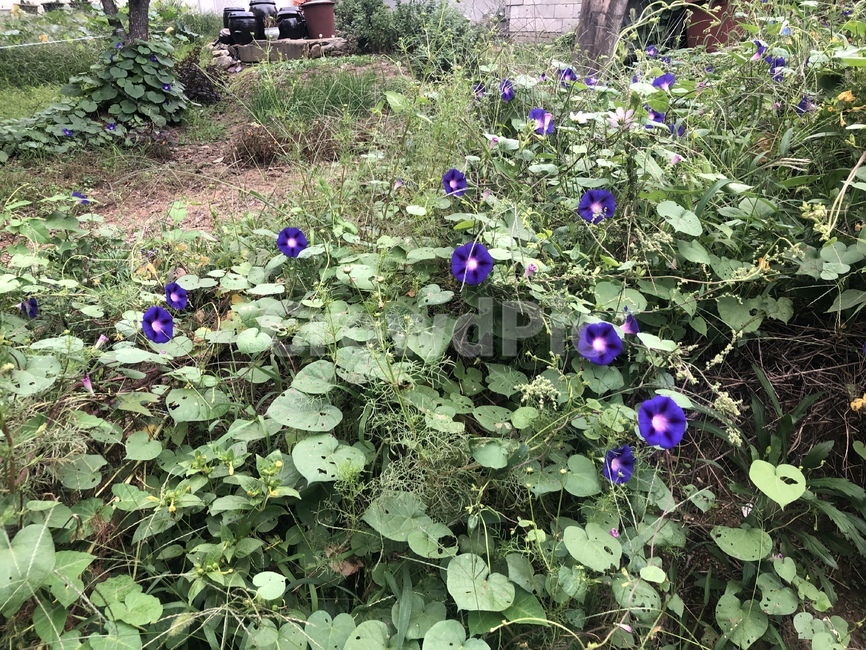 나팔꽃,보라색꽃,blossom,꽃,plant,flower,식물,식물,자연,plants,nature,꽃,flower