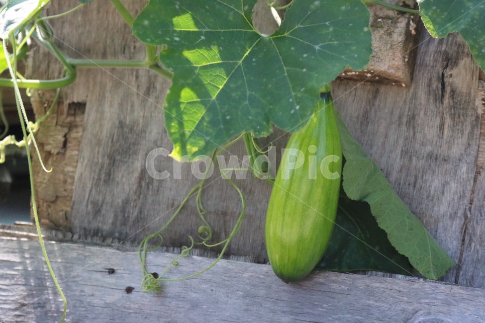 호박,자연,야채,초록,햇빛,그림자,pumpkin,kabocha,nature,vegetable,yasai,green,midori,sunlight,hizashi,shadow,kage,식물,자연,plants,nature,과일,열매,fruit,채소,야채,vegetables