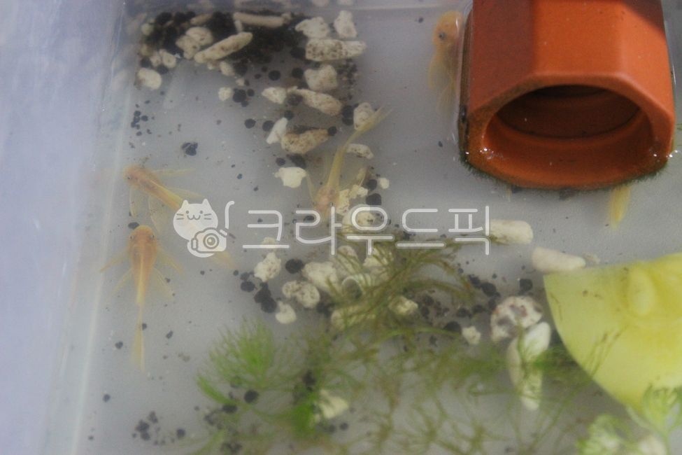 수족관,안시롱핀,안시숏핀,구피,구피유어,수초,물생활,열대어,물고기,안시숏핀유어,안시롱핀유어