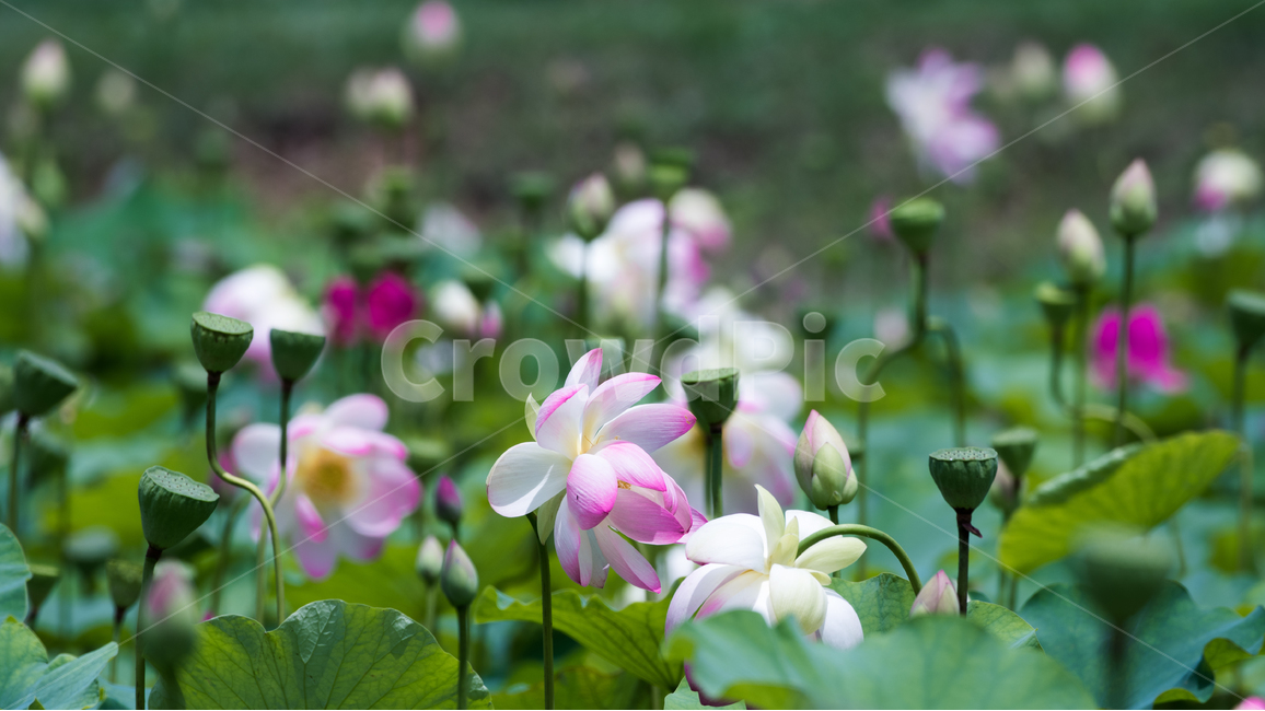 연꽃,녹색,꽃,여름,여름꽃,식물,자연,plants,nature,꽃,flower