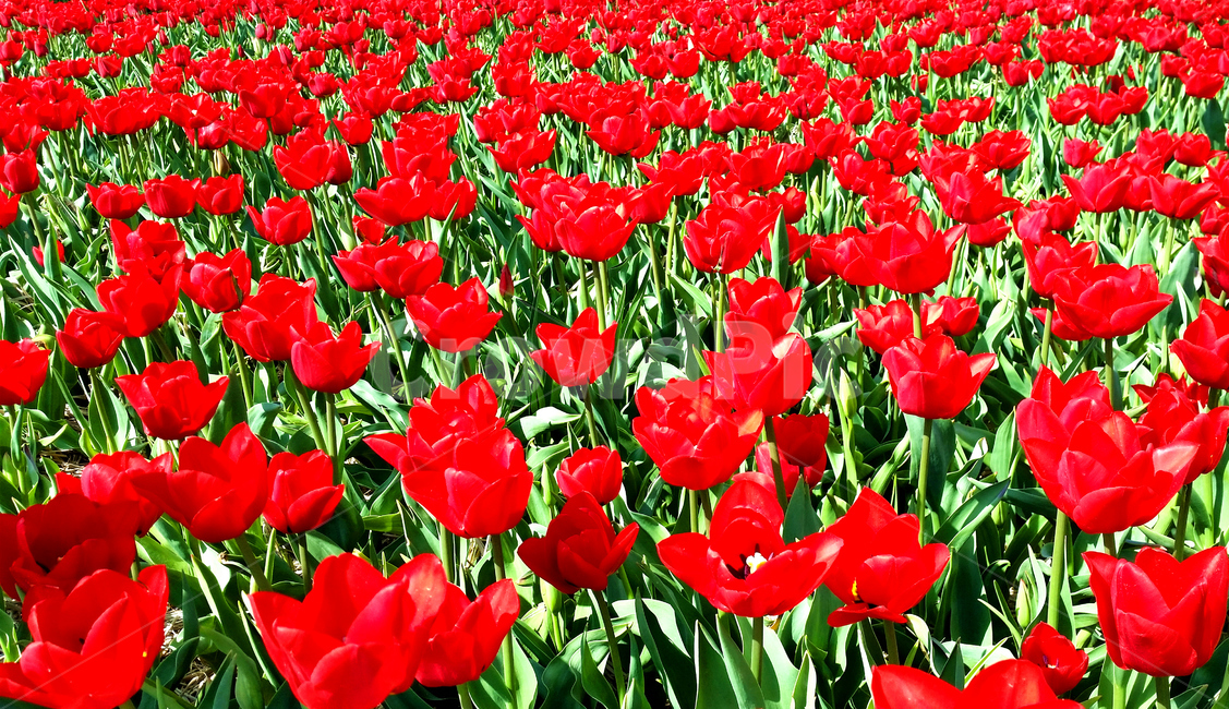 튤립,tulip,꽃,flower,식물,plant,색상,color,빨간색,red,식물,자연,plants,nature,꽃,flower