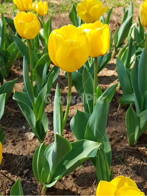 튤립,봄,꽃,식물,자연,예쁜꽃,꽃배경,tulip,노란꽃,식물,자연,plants,nature,꽃,flower