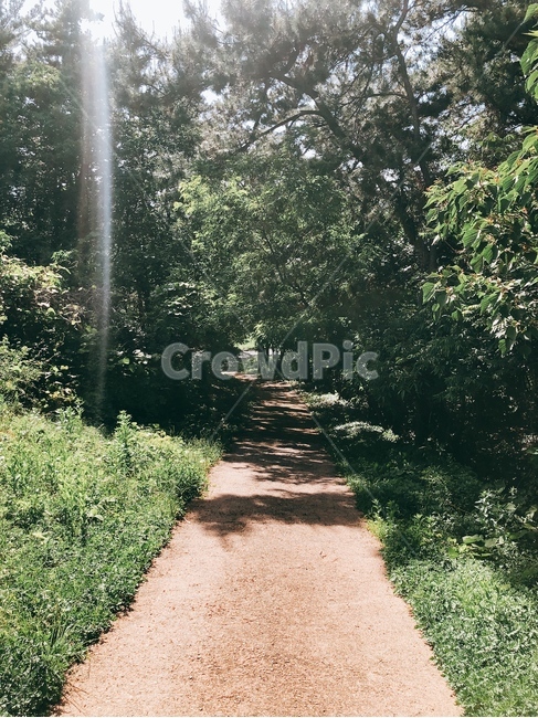 오르막,흙길,나무,그늘,햇빛,자연,풍경,nature,landscape