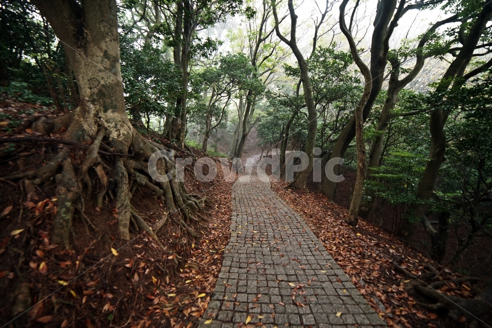 풍경,landscape,숲,forest,나무,wood,햇살,sunshine,자연,생동감,fresh,nature,감성,식물,plant,새벽,dawn,fog,울릉도,street,way,길,자연,풍경,nature,landscape,식물,plants,나무,trees,wood,휴식,힐링,rest,relaxation,healing,path,통로