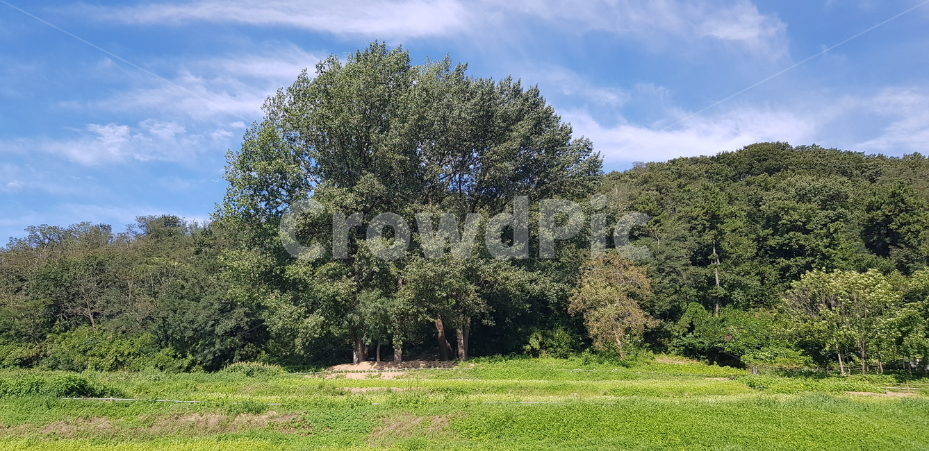나무,tree,plant,식물,sky,자연,풍경,nature,landscape