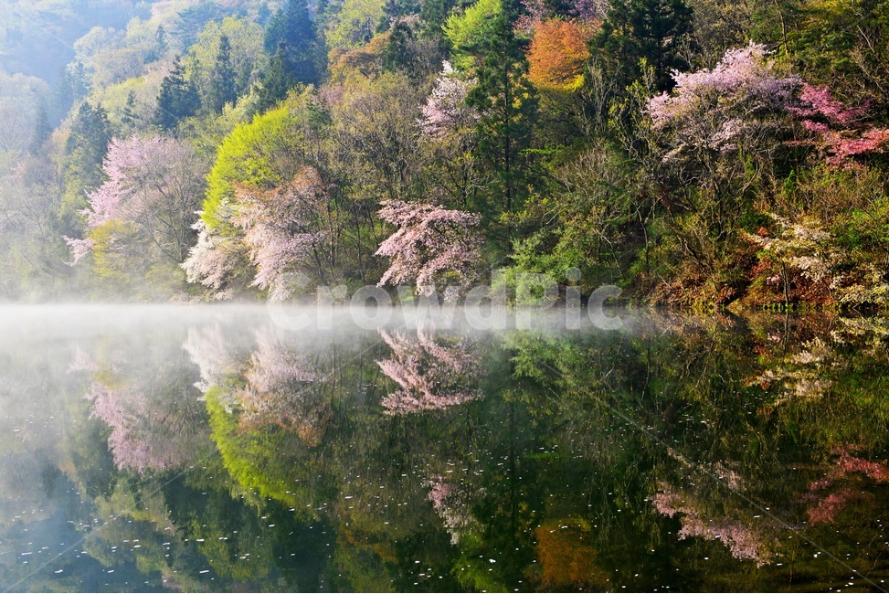 전남,화순,세량지,세량제,저수지,벚꽃,산벚꽃,봄,계절,반영,물안개,여명,아침,nature,자연,outdoors,옥외,water,물,plant,식물,fir,전나무,tree,나무,weather,날씨,경치,경관,풍경