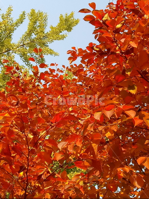 가을,단풍,낙엽,maple,plant,식물,단풍나무,단풍잎,leaf,잎,tree,나무,계절,fallautumnseason,가을단풍,자연,풍경,경치,가을,계절,fall,autumn,season,식물,자연,plants,nature,나무,trees,wood
