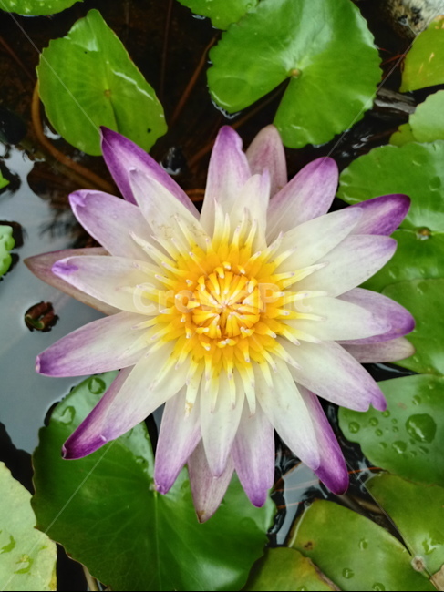 수련,다년생초본식물,수생식물,이판화,쌍자엽식물,자우련,waterlily
