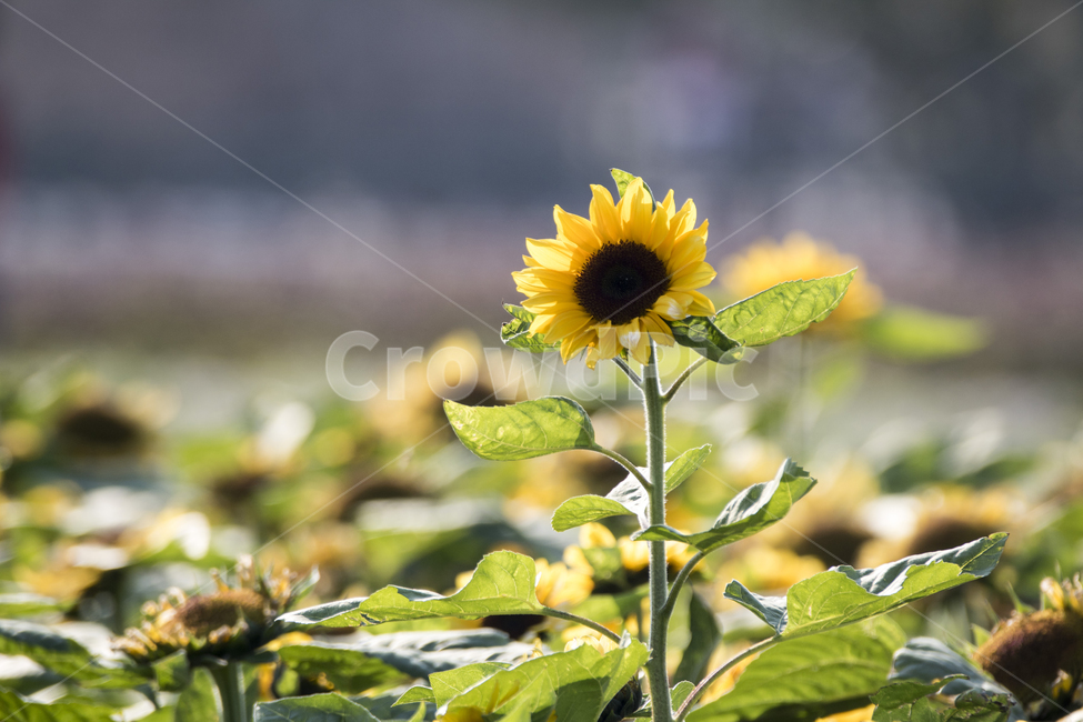 해바라기,꽃,식물,자연,가을,풍경,경치,식물,자연,plants,nature,꽃,flower