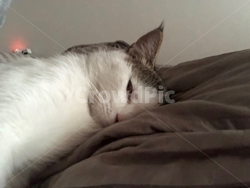 고양이,냥,졸림,잠,잠꾸러기