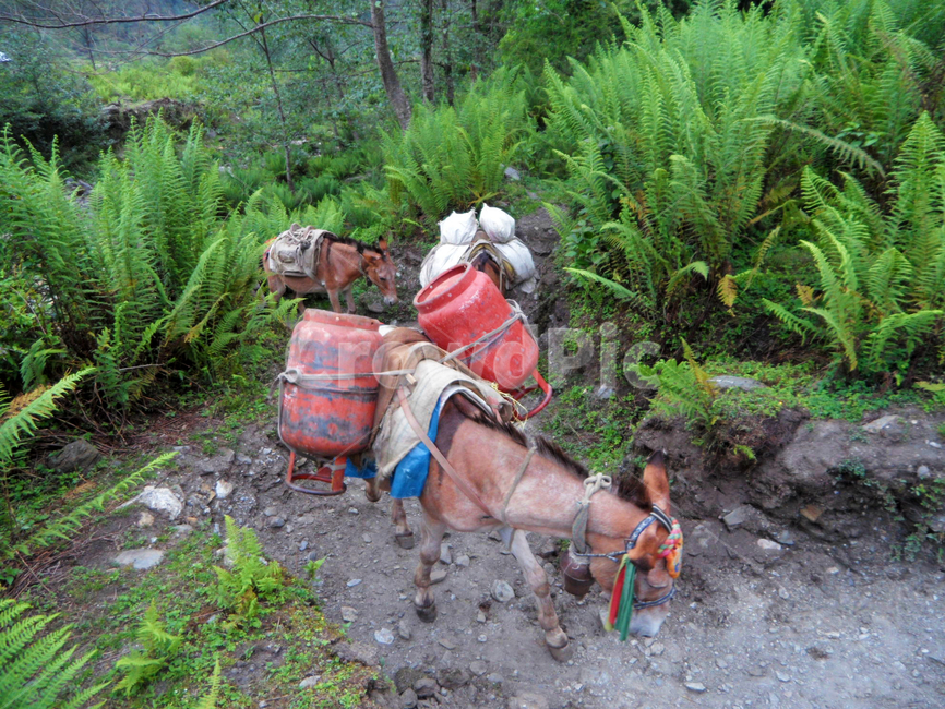네팔,안나푸르나,킴롱,당나귀,가스통,짐,트레킹,히말라야,nepal,annapurna,kimrong,donkey,gasbarrel,baggage,trekking,himalayas,자연,nature,야외,outdoors,고사리,fern,동물,animal,가축,cattle,포유류,mammal