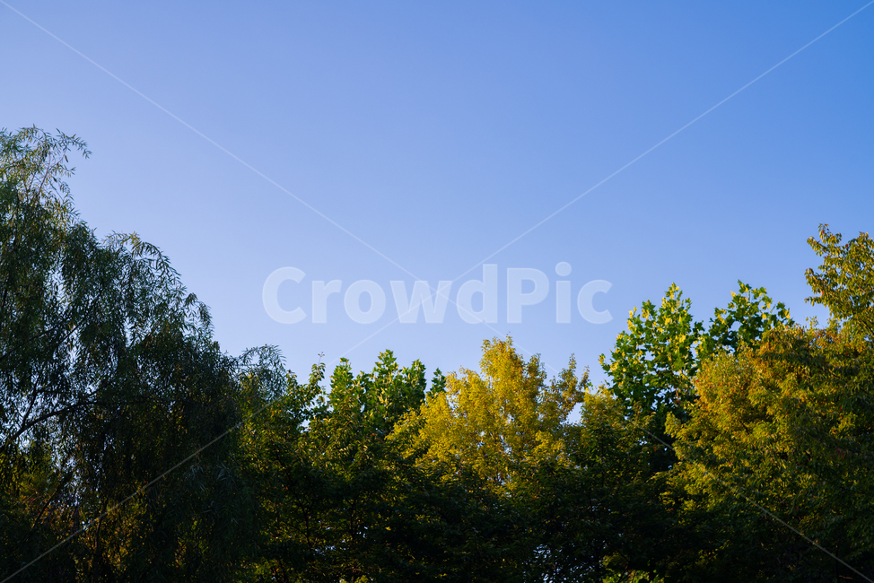 풍경,나무,하늘,landscape,tree,sky,자연,풍경,nature,landscape