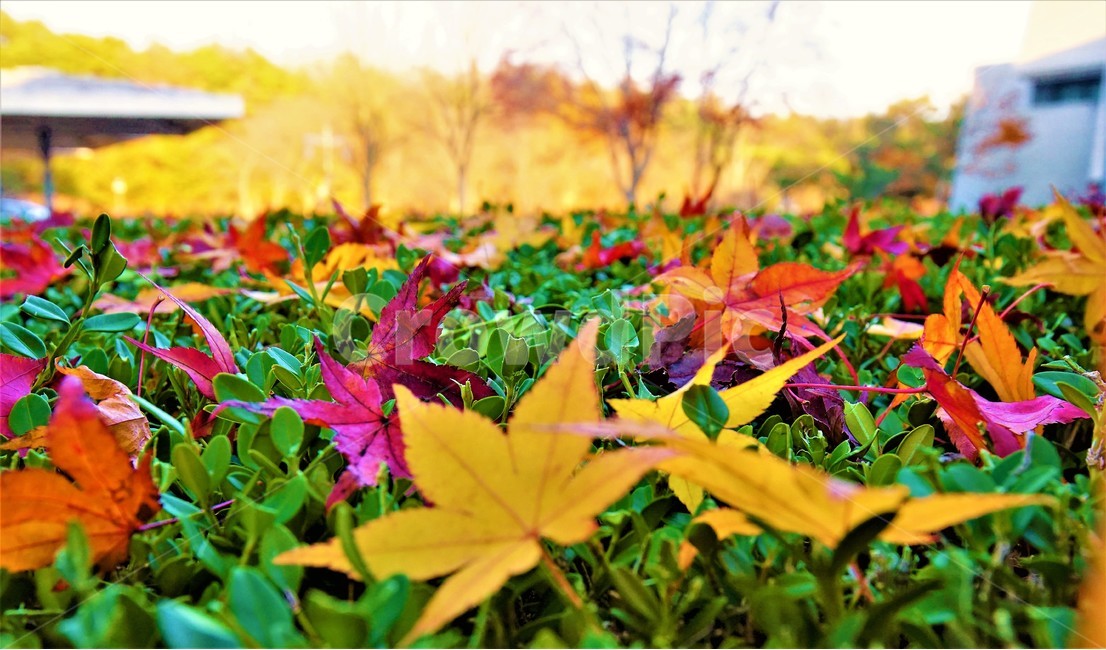 단풍,낙엽,감성,사랑,maple,가을,계절,fall,autumn,season,식물,자연,plants,nature,plant,leaf,잎,tree,나무,maple leaf,단풍잎