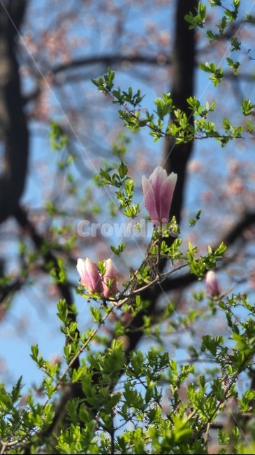 목련,목련꽃,꽃몽우리,꽃몽오리,봄,봄꽃,plant,식물,blossom,꽃,flower