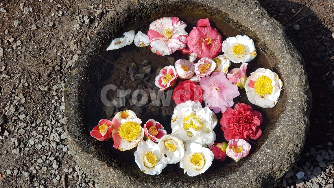 동백,동백꽃,꽃,카멜리아,식물,꽃,flower