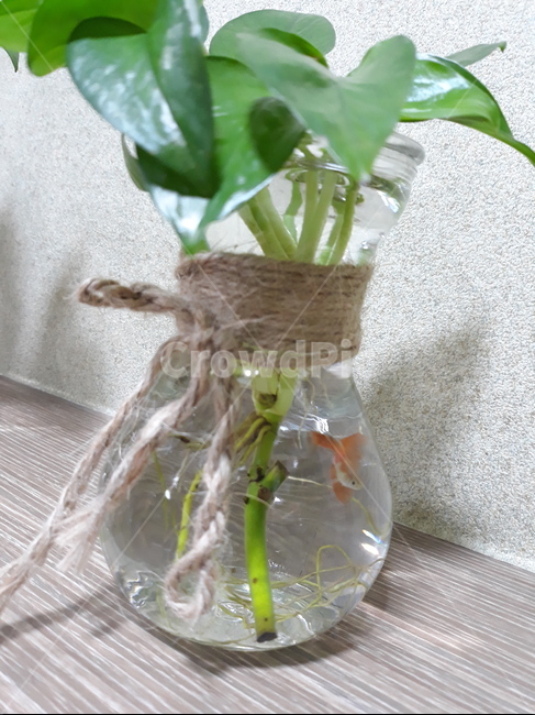 금붕어,열대어,빨간물고기,해초,화분