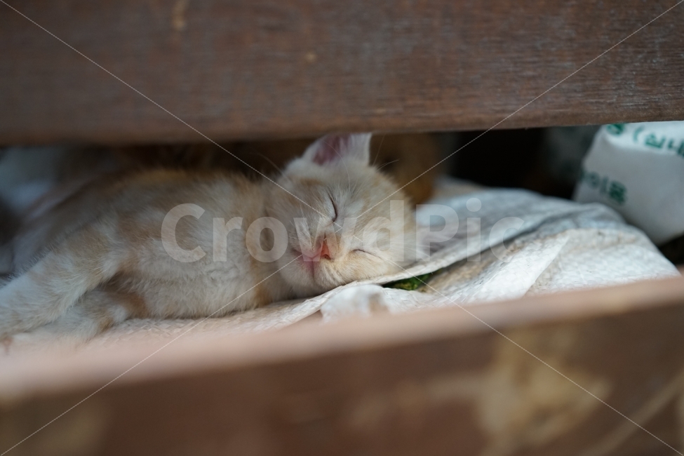 고양이,새끼고양이,아기고양이,잠자는고양이,잠,동물,코숏,코리안숏헤어,동물,animal,포유류,mammal,고양이,cat,kitten,kitty