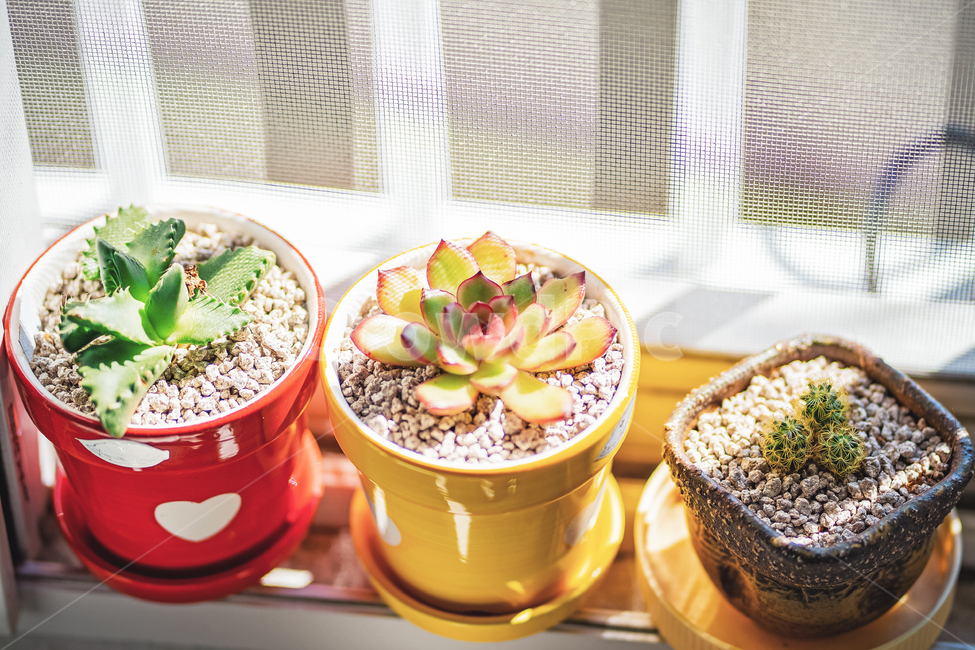 식물,화분,다육이,plant,flower,실내용화초,화분,화초,house plant