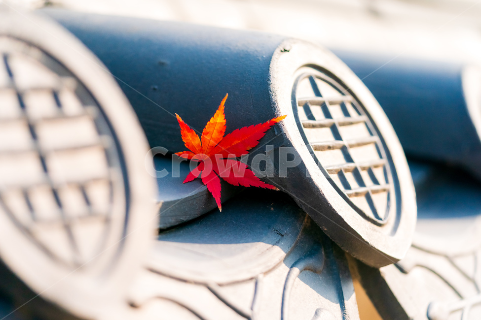leaf,잎,plant,식물,기와,정물,낙엽,단풍,가을
