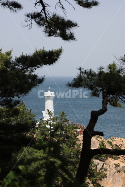바다,등대,하조대,소나무,동해안,풍경,자연,풍경,nature,landscape,한국자연풍경,한국자연경관,korea nature landscape,등대,lighthouse,building,건물,architecture,건축물,tower,탑,plant,식물,tree,나무