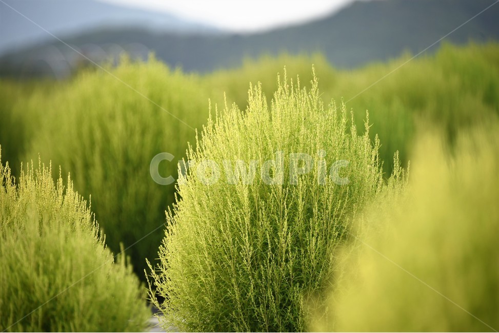 양주나리공원,댑사리,식물,초록,그린,꽃밭,초록평온함,식물,자연,plants,nature