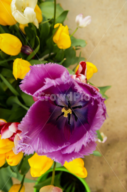 꽃,패랭이꽃,빨강,장미,코어,질투,식물,자연,plants,nature,꽃,flower