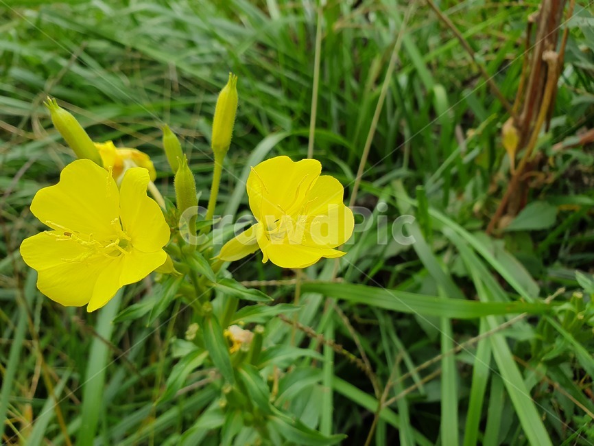 plant,geranium,blossom,꽃,식물,노란색,식물,자연,plants,nature,꽃,flower