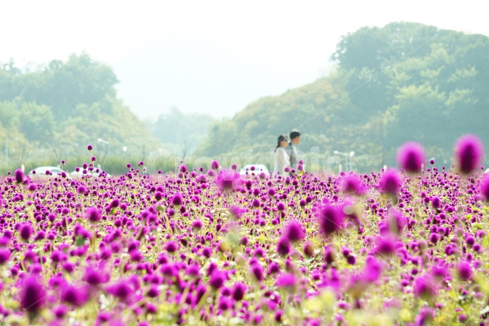 천일홍,나리공원,풍경,꽃이미지,나들이,자연,풍경,nature,landscape,식물,plants,꽃,flower,사람,인물,인간,human,person,연인,커플,사랑,lover,couple,field,들,outdoors,옥외,grassland,목초지