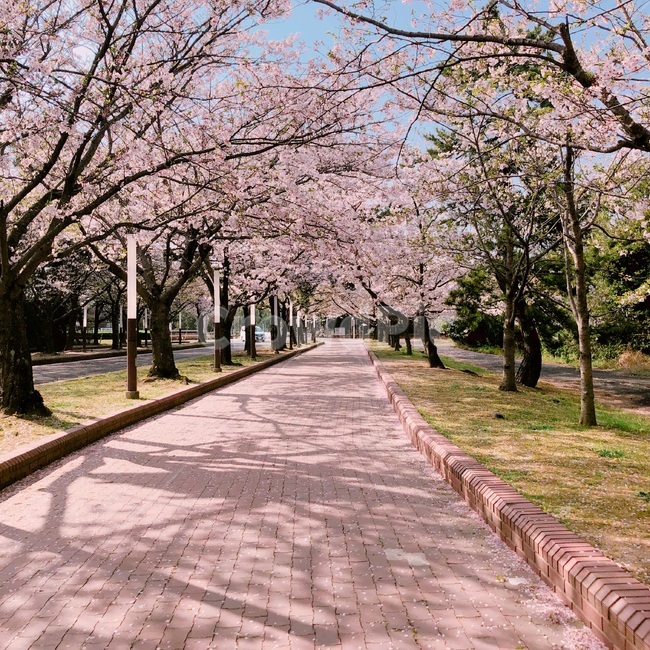 벚꽃,봄,사쿠라,봄꽃,분홍꽃,벚꽃엔딩,벚꽃길,벚꽃가로수,벚꽃조경,봄나들이,봄날데이트
