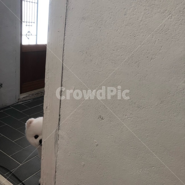 강아지,포메라니안,화이트포메라니안,포메,개,dog