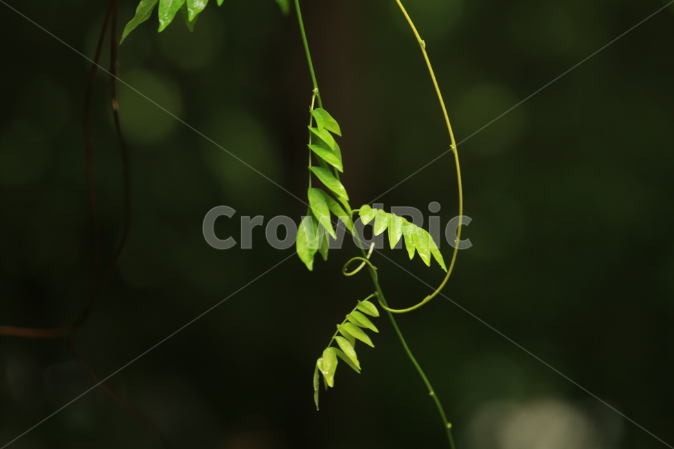 비,풍경,빗방울,소경,rain,비오는소경,식물,자연,plants,nature