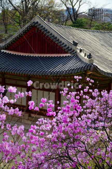 창경궁,서울,한국,벚꽃,매실나무,korea,대한민국,seoul,혜화,헤화역,혜화동,4월,april,봄,spring,봄꽃,풍경,landscape,조선,조선시대,조선왕조,궁전,궁궐,왕궁,나무,자연,nature,한옥,tree,palace,한국문화,한국전통,전통문화,전통,문화,한국적인,한국풍경,역사,히스토리,history,한국전통,한국문화,korean traditional,korean culture,건축물,건물외관,exterior,building,structure,architecture,construction