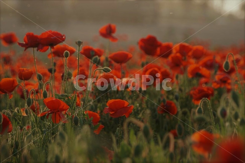 꽃,양귀비,자연,식물,봄,저녁빛,spring,nature,감성,풍경,계절,season,자연풍경,식물,자연,plants,nature,꽃,flower