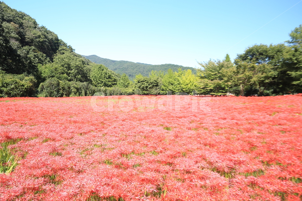 상사화,자연,꽃,상사화군락지,붉은꽃,식물,상사화풍경,자연,풍경,nature,landscape,한국자연풍경,한국자연경관,korea nature landscape