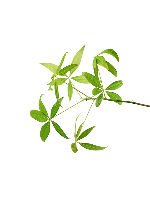 식물,깨끗한,fresh,인테리어,싱그러운,신선한,아뜰리에,스튜디오,나무,잔가지,아로마,background,배경,향기로운,정적인,부드러운,초록,여름,건강한,허브,장식,풀,잎,잎사귀,모던,natural,simple,수채화,식물,자연,plants,nature,누끼,remove background