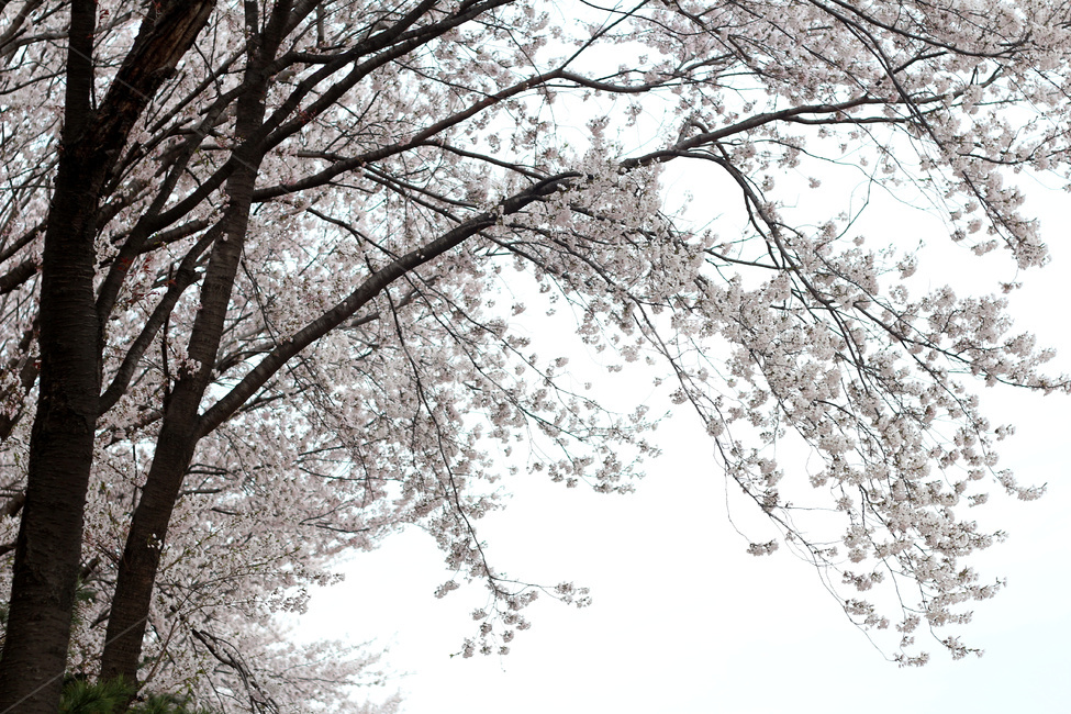 벚꽃,벚꽃나무,벚나무,벚나무숲,벚꽃나무숲,봄,계절,spring,season