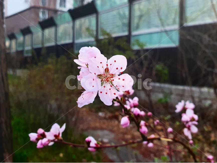 plant,식물,blossom,꽃,flower,야생화,분홍