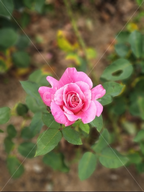 장미꽃,핑크색꽃,장미,rose,로즈